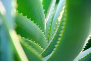 Aloe vera bei Paradontose