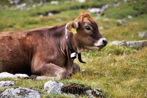 Colostrum - wie Kühe bei Problemen im Intimbereich helfen können