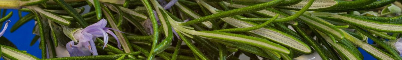 Heilkräuter & Heilpflanzen - wie Mutter Natur hilft