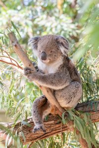 Eukalyptus - nicht nur gut für den Koala, sondern auch unsere Lunge