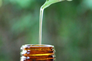 10 wichtige Arzneipflanzen (Heilkräuter), die wirken und erforscht wurden