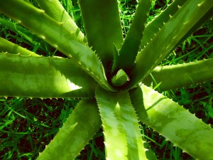 Aloe Vera hilft gegen Juckreiz